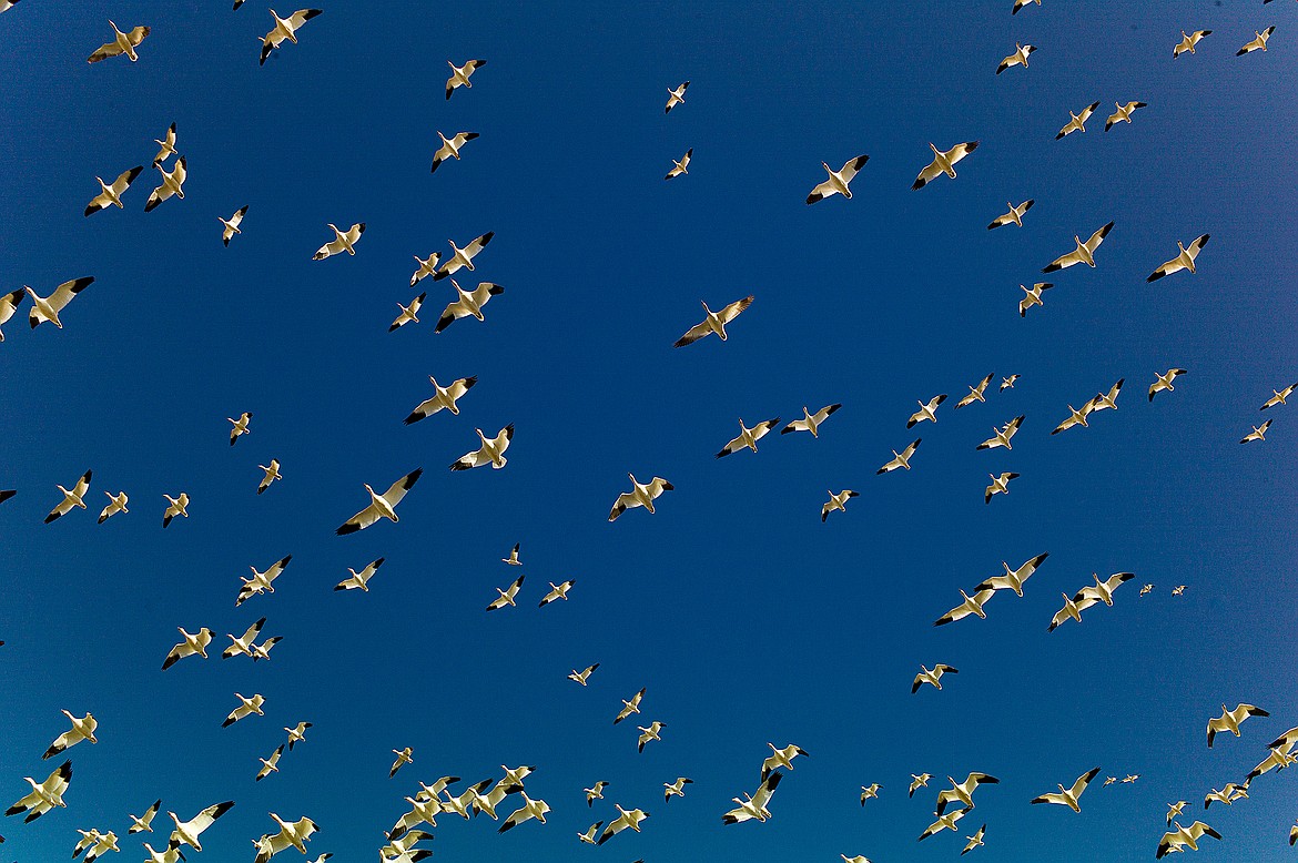 Thousands of geese fly overhead.