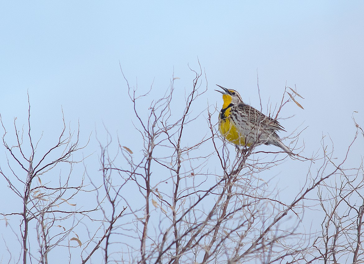 A meadowlark, the state bird, greets the day.