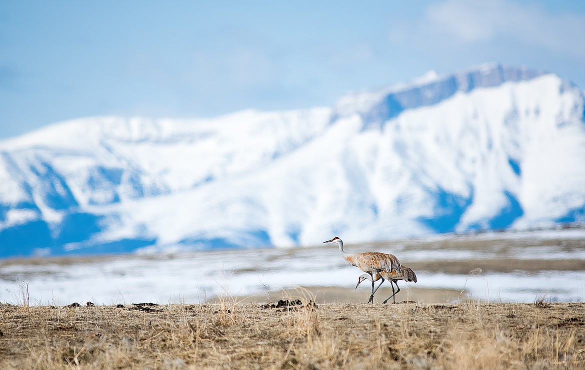 Sandhill cranes feed in a pasture lot outside of Choteau.