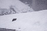 More snow will likely come Thursday; Badger Pass SNOTEL site back online