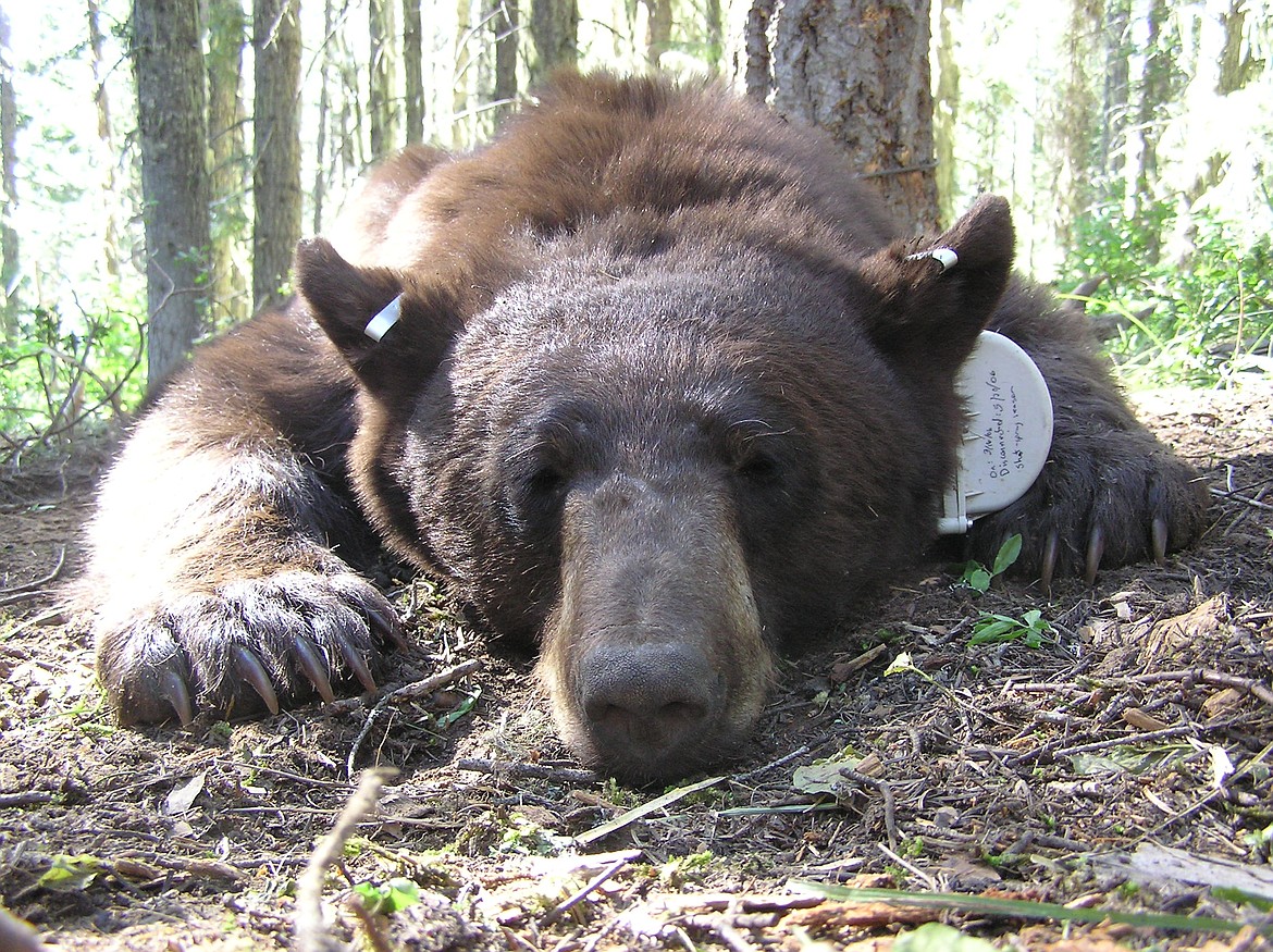 Courtesy photo
Idaho Fish and Game will tag and collar bears as part of a North Idaho bear study to determine the animals&#146; movement and range.