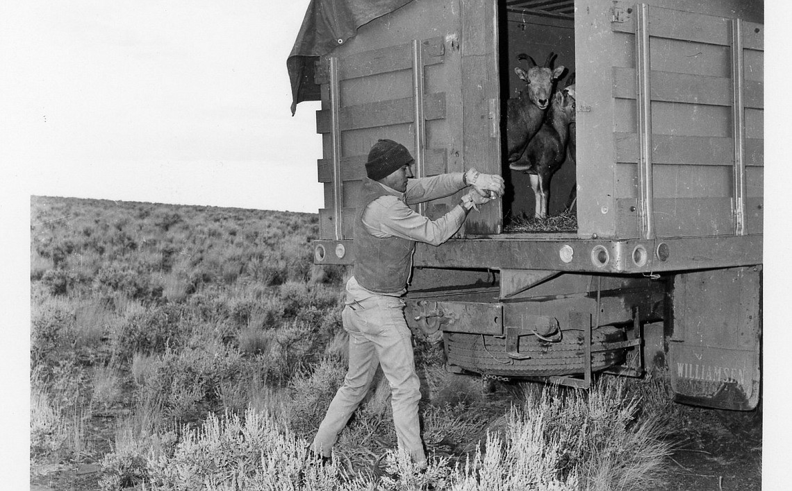 Courtesy photo
This file photo shows the 12 bighorn sheep that in the 1960s helped restart the population in Little and Big Jacks Creeks in southwest Idaho&#146;s Owyhee Desert.