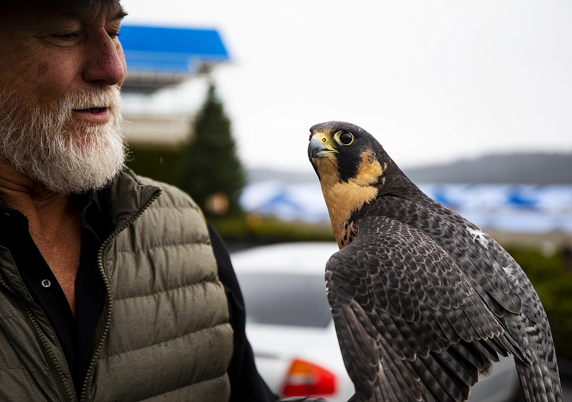 Eagles, hawks, owls, falcons and ospreys will be on display this Friday at Birds of Prey Northwest's &quot;Fly Like an Eagle&quot; program at The Coeur d'Alene Resort. The program starts at 4p.m. and goes to 7 p.m. with live bird showings scheduled for 4:30pm and 6 p.m. Here, local raptor expert Don Veltcamp holds Pennington, a peregrine falcon. The evening is free and open to the public, but donations are welcome. (LOREN BENOIT/Press)
