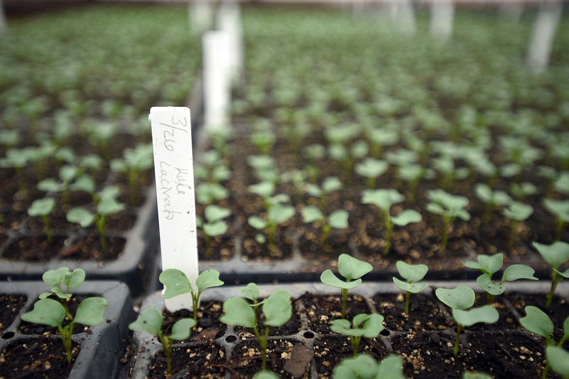 Kale and other vegetables beginning to grow at the Montana Kind Organic Farm greenhouse on Tuesday, April 10, in Lower Valley.(Brenda Ahearn/Daily Inter Lake)