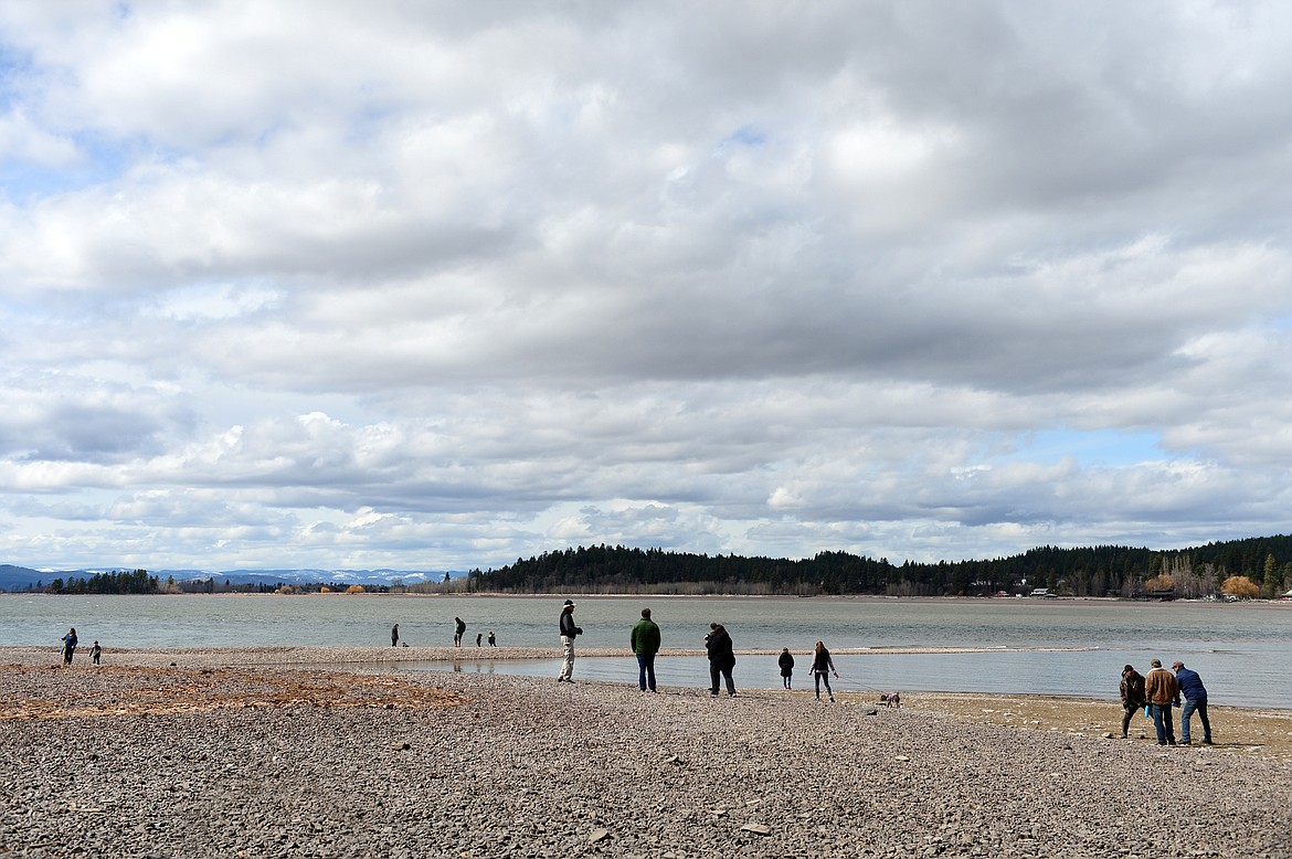 Attendees search for mussels during the Flathead Lake Community Mussel Walk at the Wayfarers Unit of Flathead Lake State Park in Bigfork in this April 14, 2018, file photo. (Casey Kreider/Daily Inter Lake)