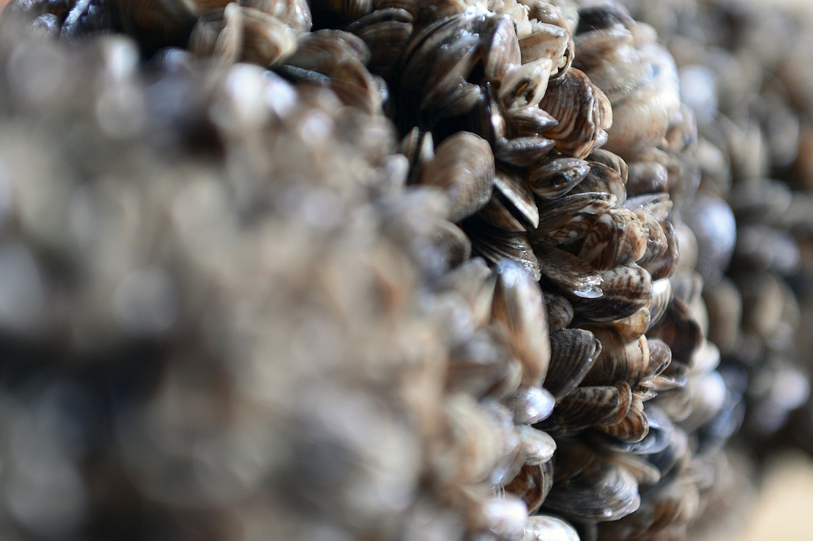 A display shows quagga mussels on a piece of ABS pipe at the Flathead Lake Community Mussel Walk at the Wayfarers Unit of Flathead Lake State Park in Bigfork on Saturday. (Casey Kreider/Daily Inter Lake)