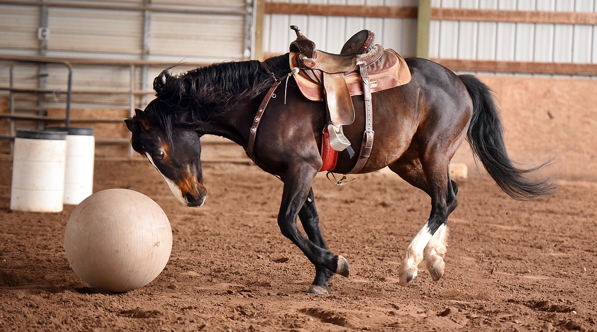 Jess, a stallion trained by Stacia Stevens, gets his exercise by playing soccer with a large yoga ball. Jess will chase, kick, head-butt and trap the ball for entertainment and fitness.