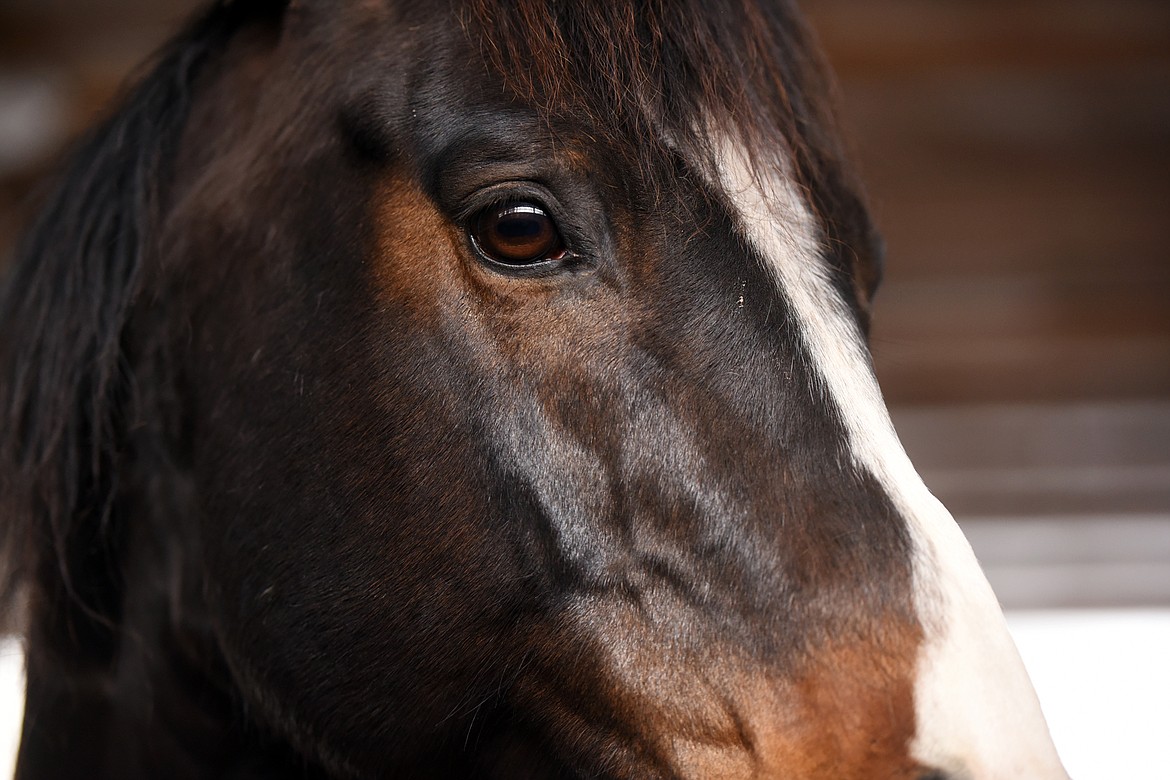 Jess is one of the stallions trained by Stacia Stevens.