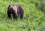 Fish and Game plans a one-tag fall grizzly bear hunt