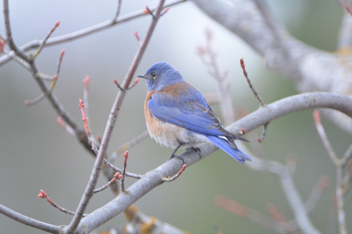 Photo by DON BARTLING
Western Bluebirds hover over the ground and fly down to catch insects and may also fly from a perch to catch them. Their main diet consists of insects and berries.