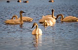 Gutting the Migratory Bird Act
