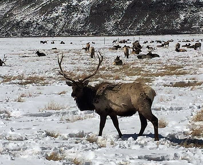 Large elk herds have been seen in and around Mineral County as they move from winterting grounds to spring calving areas. (Photo courtesy of Jill Pestana).