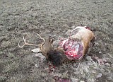 FWP: Poachers cut out the best cuts of game, left the rest to rot