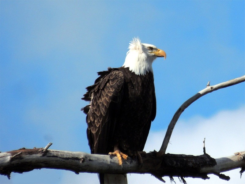 Photo by BARBARA REXFORD
Barbara Rexford took this picture of a bald eagle having a bad hair day along the Kootenai River.