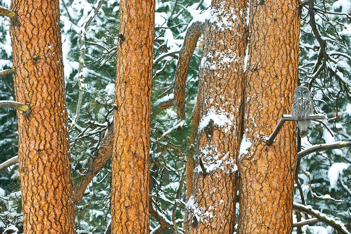 Great Gray Owl (Strix nebulosa)  by Donald Jones. Ed note: DO NOT RESUSE