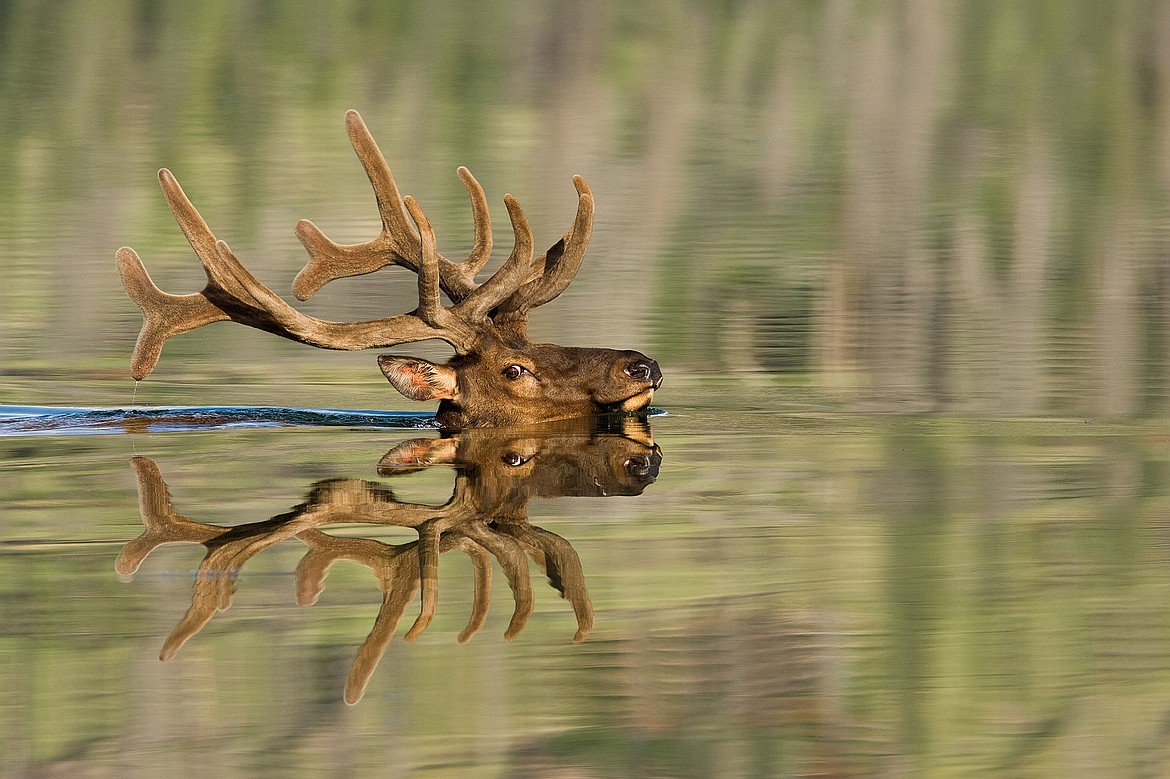 Elk (Cervus canadensis) bull swimming lake, western Alberta, Canada. Ed note: DO NOT RESUSE