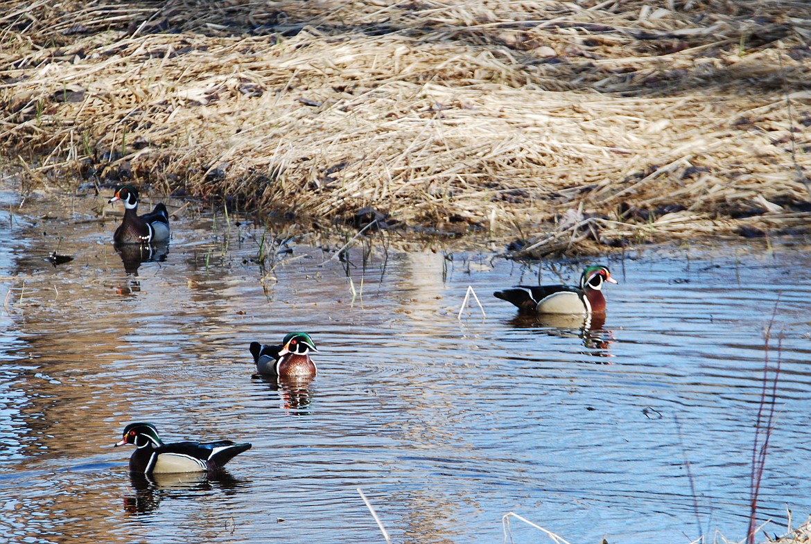 Photos by DON BARTLING
Four Drake Wood Ducks all dressed up and looking for a date.