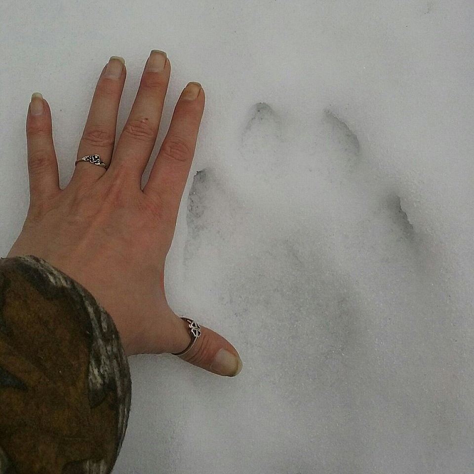 In January 2018, Sarah Hansen was hiking on Mount Baldy with her father and found themselves surrounded by a pack of wolves. They found tracks in the snow with one measuring 7 inches long. (Photo by Sarah Hansen).