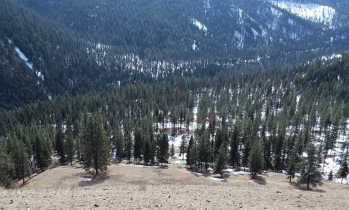 Sarah Hansen and her dog found themselves surrounded by a pack of wolves on Mount Baldy located near Plains earlier this month. Though Hansen and her dog returned safely to the truck, she has decided to find a new trail to enjoy. (Photo by Sarah Hansen).