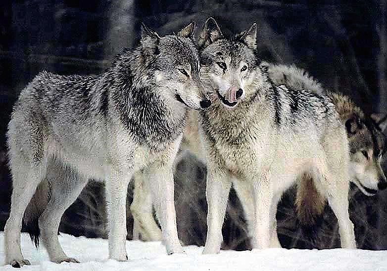 There are around 20 wolf packs in Mineral and Sanders County where local residents have reported sightings and tracks of the elusive canines. (Photo courtesy of Mont. Fish, Wildlife, and Parks).