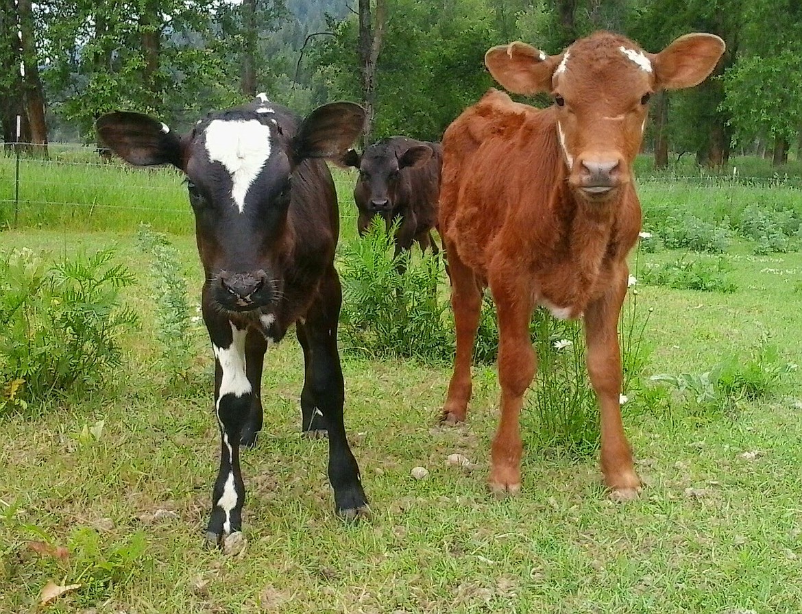 Photo by MANDI BATEMAN
The City of Bonners Ferry is looking for the public&#146;s opinion on livestock within city limits.