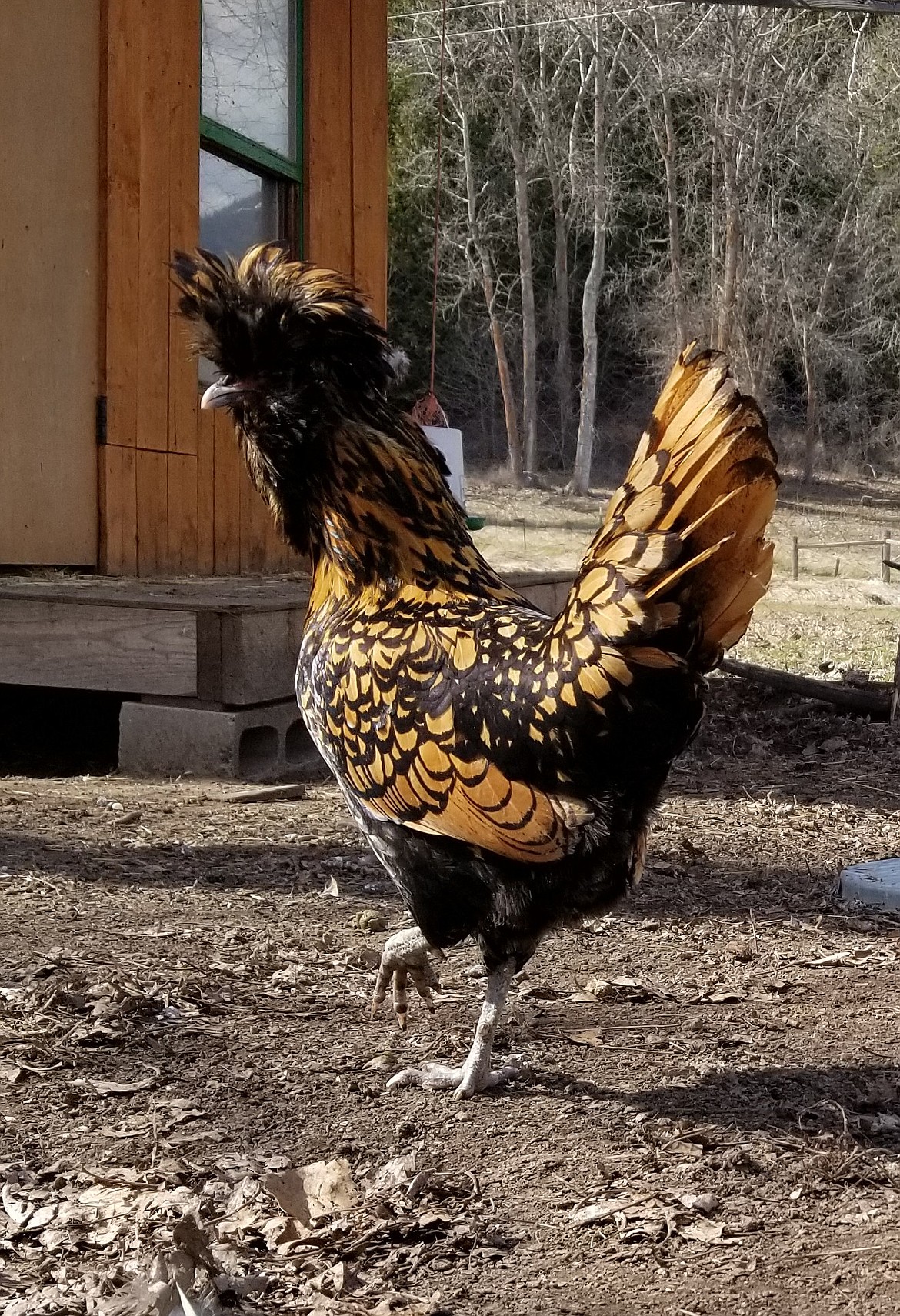 Photo by MANDI BATEMAN
There are pros and cons to the keeping of livestock inside city limits.