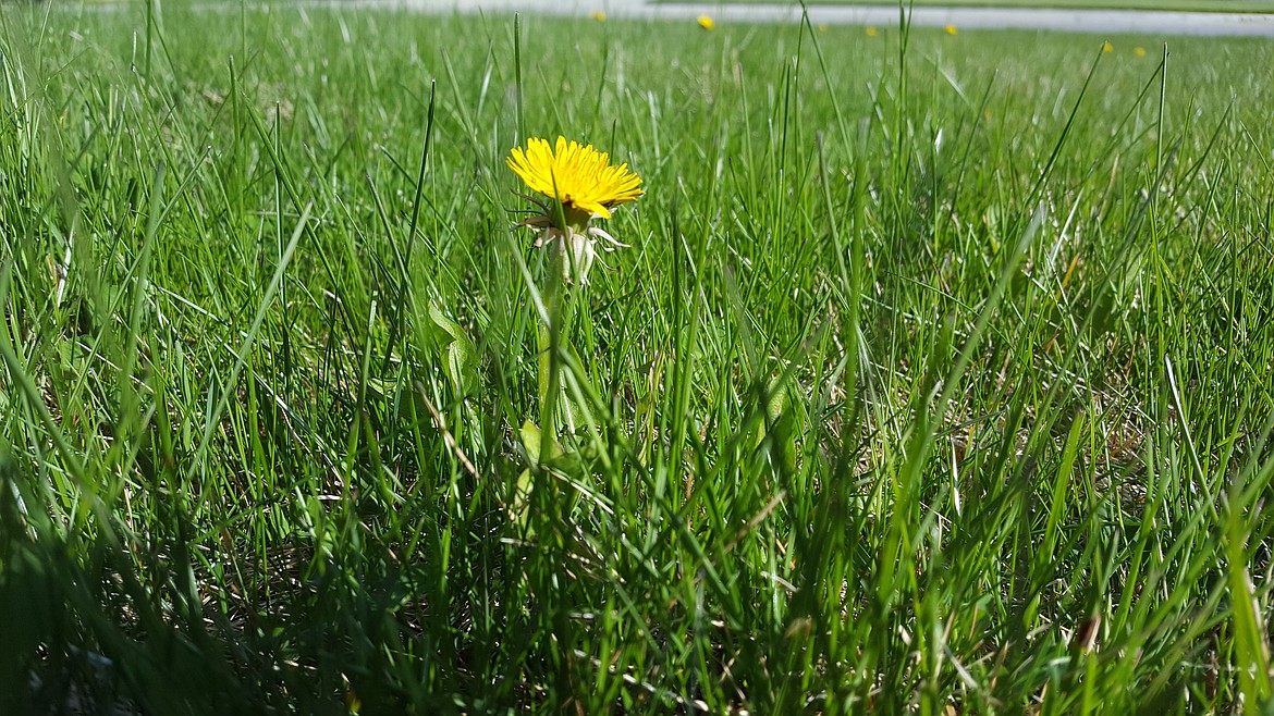 Mowing over dandelions temporarily solves the visual problem.