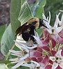 Citizen scientists needed for regional bumble bee study