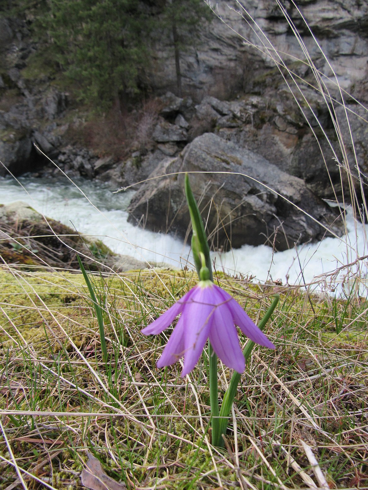 A grass widow wildflower grows above the third channel at Qemiln Park in Post Falls. (Photo by JASON WILMOTH)
