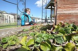 Bringing the garden back to life