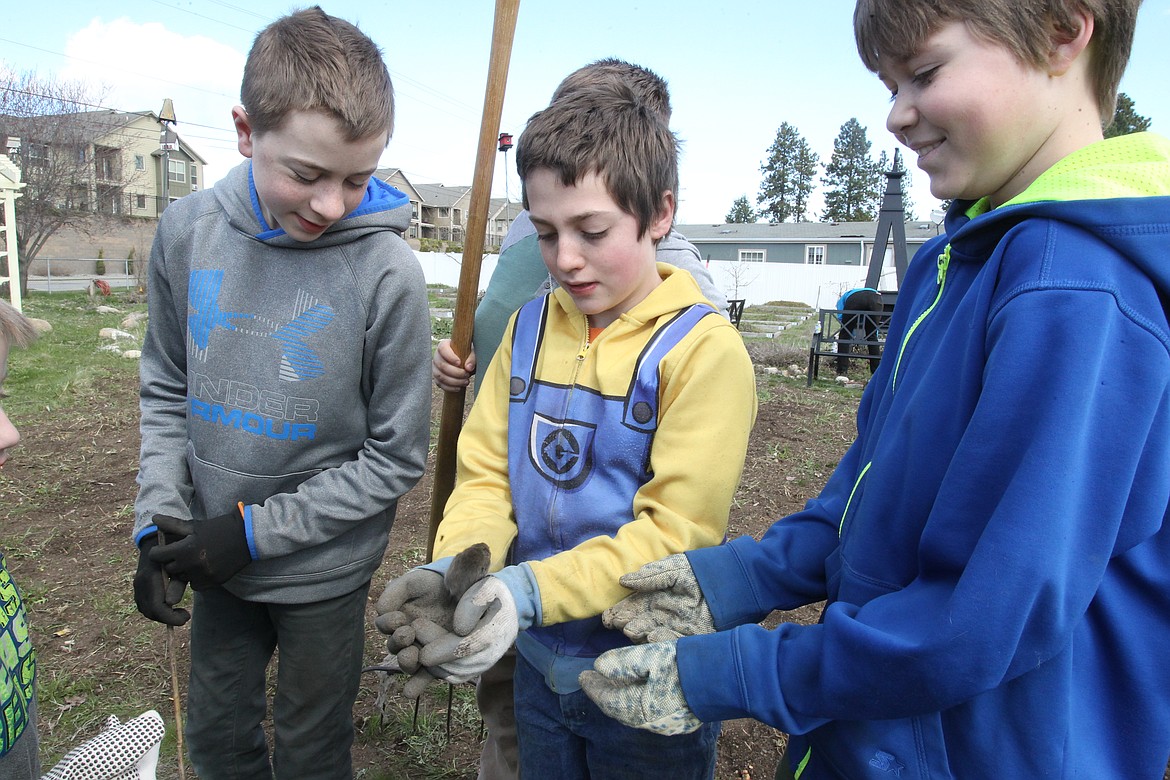 Troop 3 Boy Scout Tucker McKern, 11, center, shows off a mouse he found while working in the Community Garden of the Master during a spring clean-up event Saturday. Also pictured: Troop 3 Boy Scout Ryan Harblur, 11, left, and Troop 3 Boy Scout Keton Kelly, 12, right. (DEVIN WEEKS/Press)