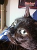 If Sammie could talk, she'd say 'Feed Me!'