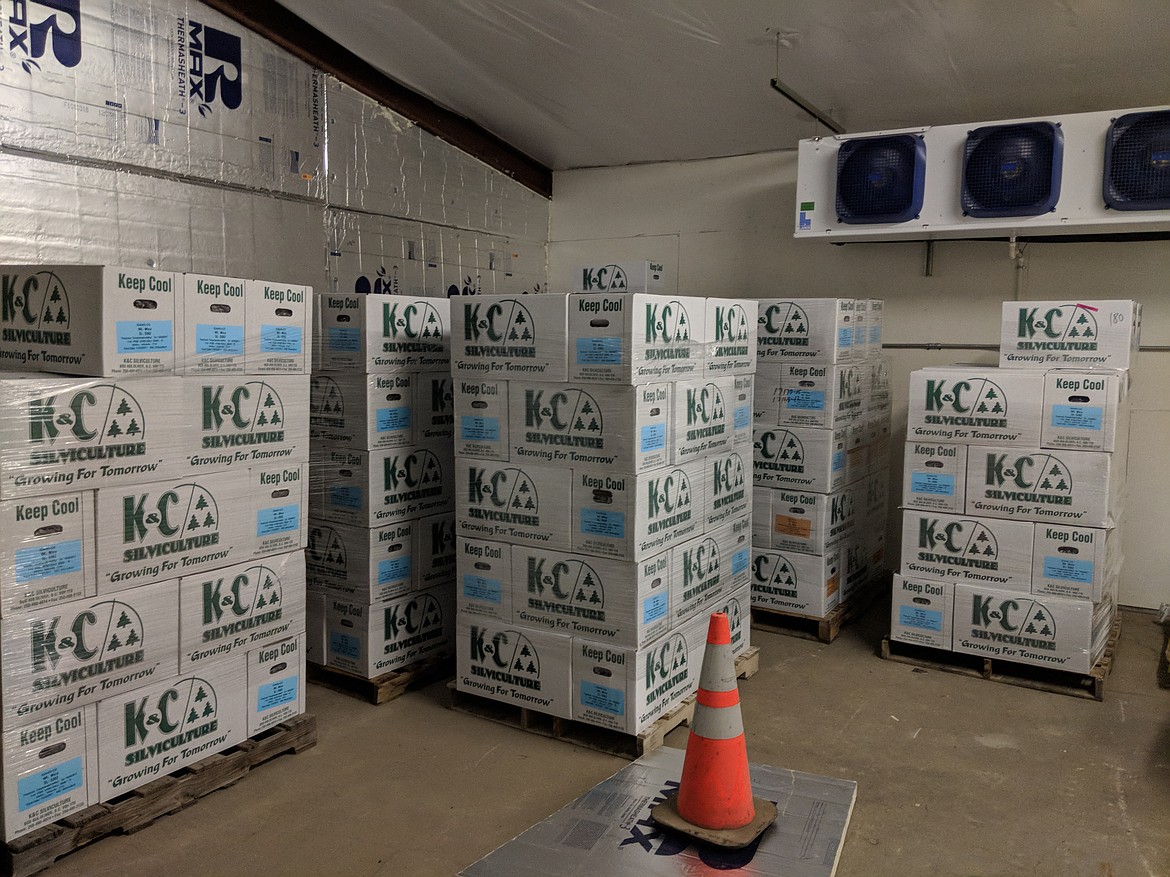 Photo by CHANSE WATSON
The many boxes of seedlings that IDL has stored in their cold storage for the Arbor Day event on Friday.