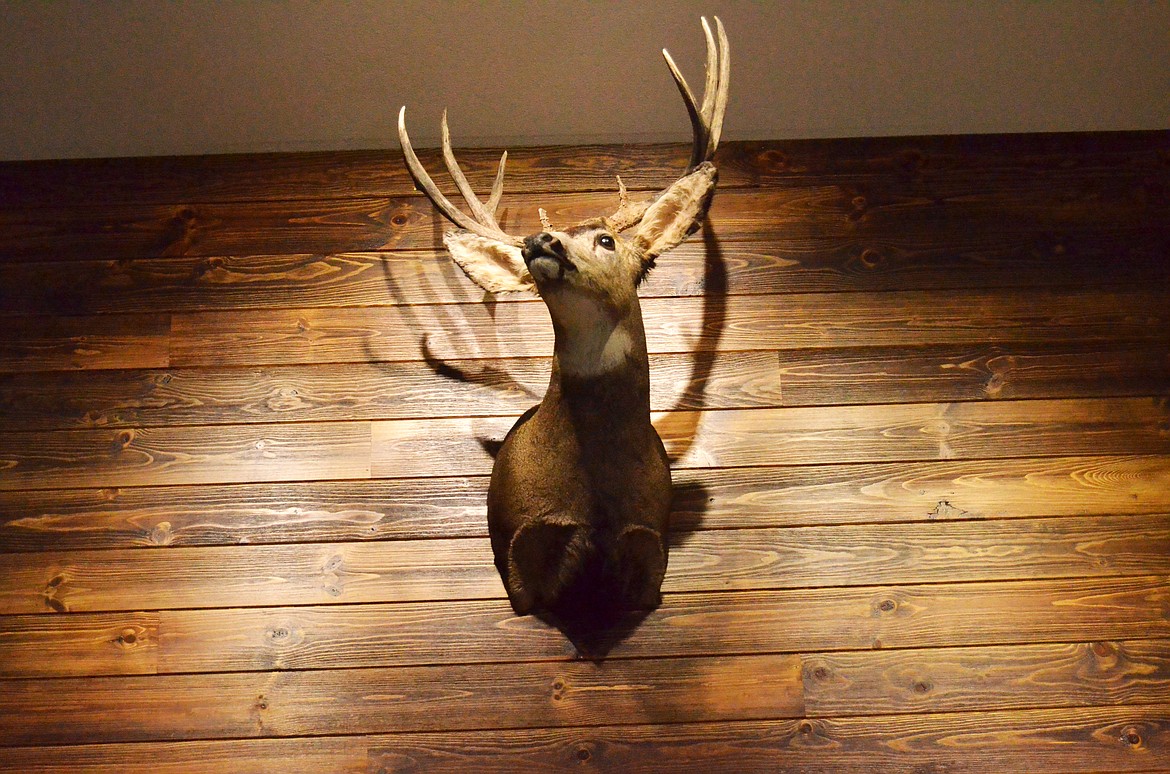 Bringing the Montana decor to the next leve, the showroom features a few trophies on the walls with more to come (Erin Jusseaume/ Clark Fork Valley Press)