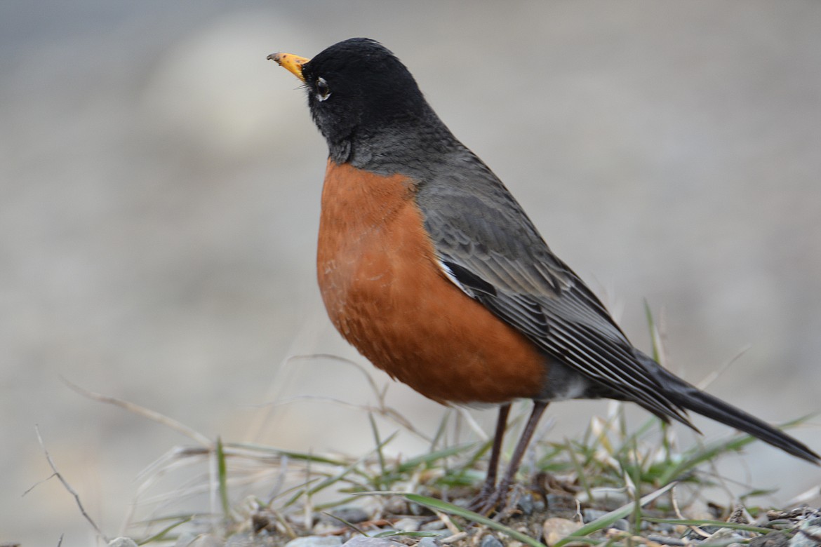 Photo by DON BARTLING
The American robin is one of Idaho&#146;s favorite songbirds. It is one of the most widely recognized birds in North America, with their discernible red-orange breast and cheerful song.