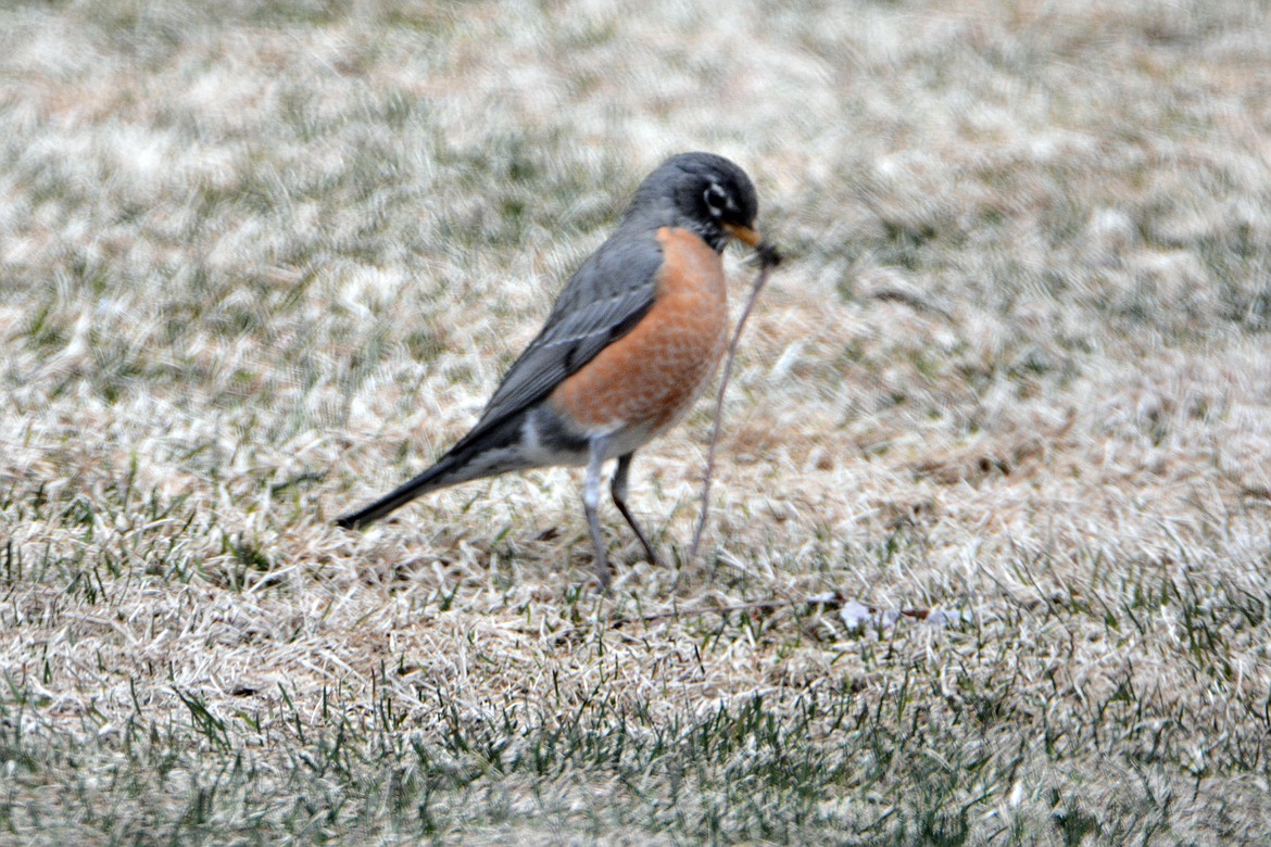 Photo by DON BARTLING
It&#146;s somewhat humorous and entertaining to watch a robin attempting to pull a worm from the soil particularly if the worm is putting up a strong resistance.