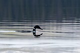 As birds celebrated, declines seen in some species