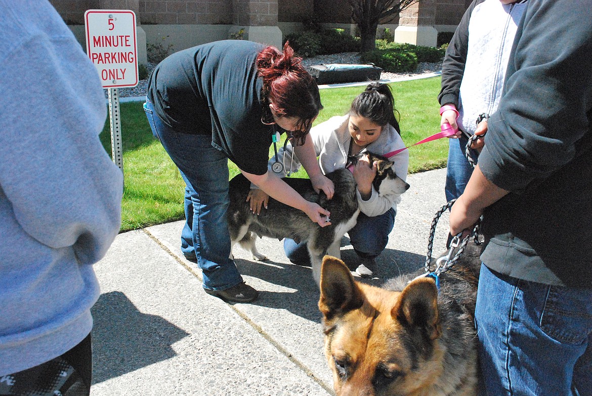 Bob Kirkpatrick/The Sun Tribune
Mari Valdez (right) holds on to Princess while Kaitlin Jacobs, a veterinarian with Sage Hills Veterinary Services, administers a rabies shot during the Adams County Pet Rescue vaccination clinic held Saturday in the Othello City Hall parking lot. Shadow the German Shepard is next in line.