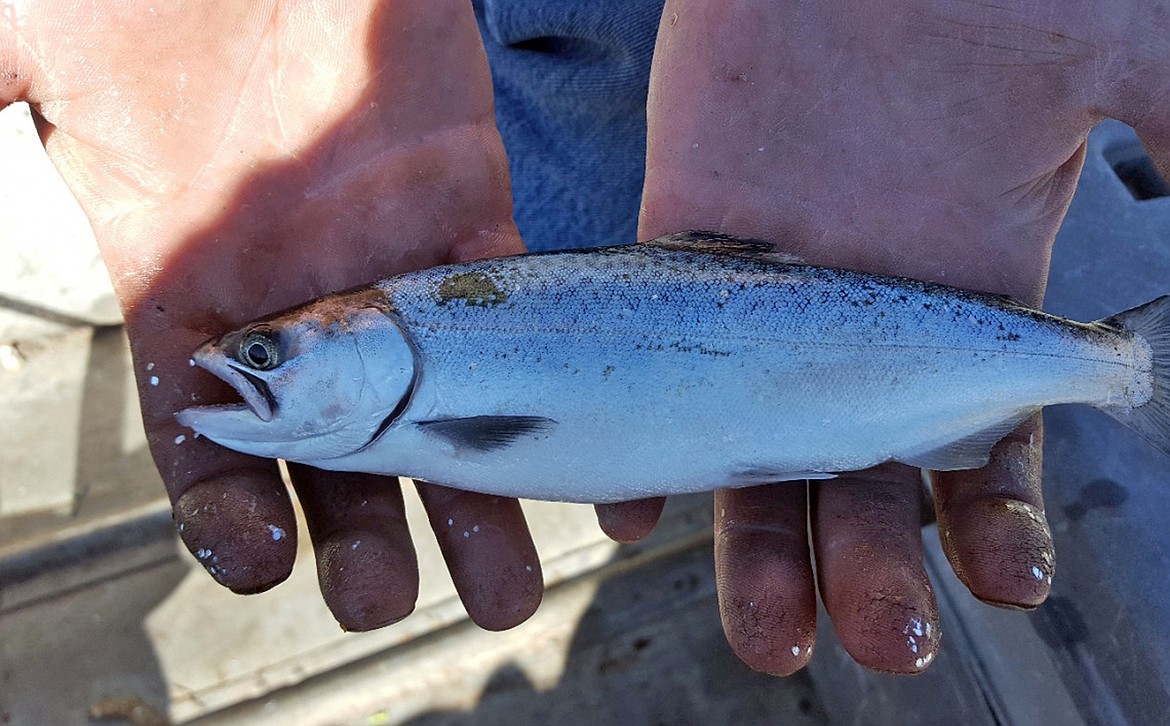 (Photo courtesy IDAHO FISH &amp; GAME)A juvenile chinook salmon.