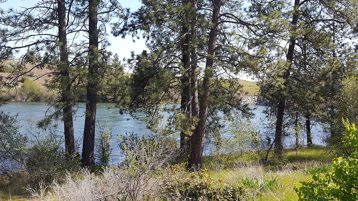 The Spokane River along the Centennial Trail at the state line.