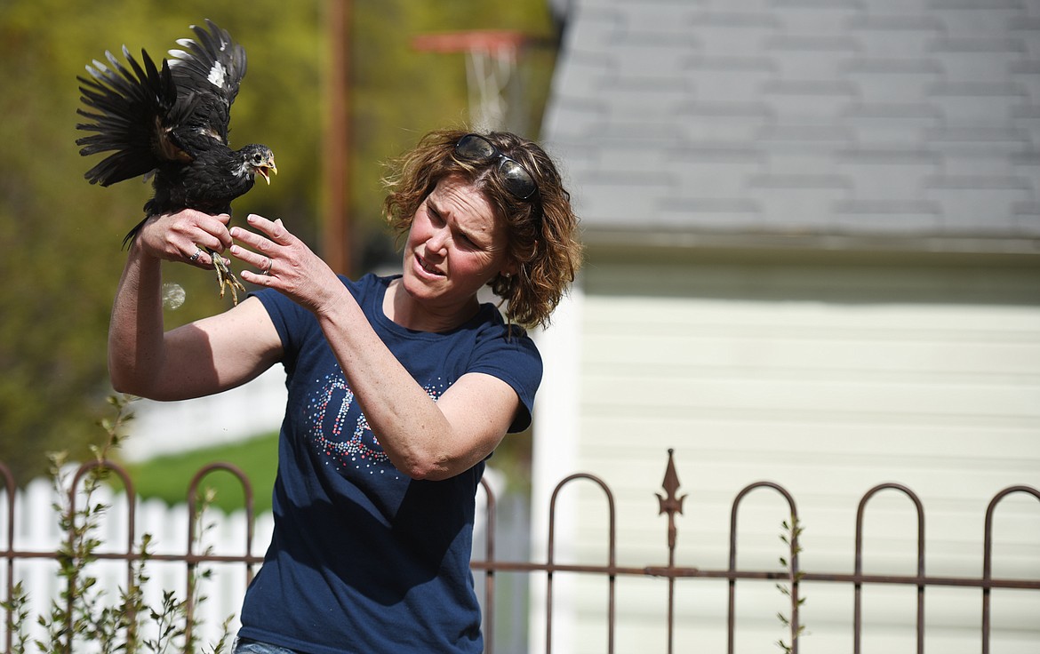 Shannon Eve picks up a Wyandotte chick on Thursday afternoon, May 3, in Kalispell.(Brenda Ahearn/Daily Inter Lake)