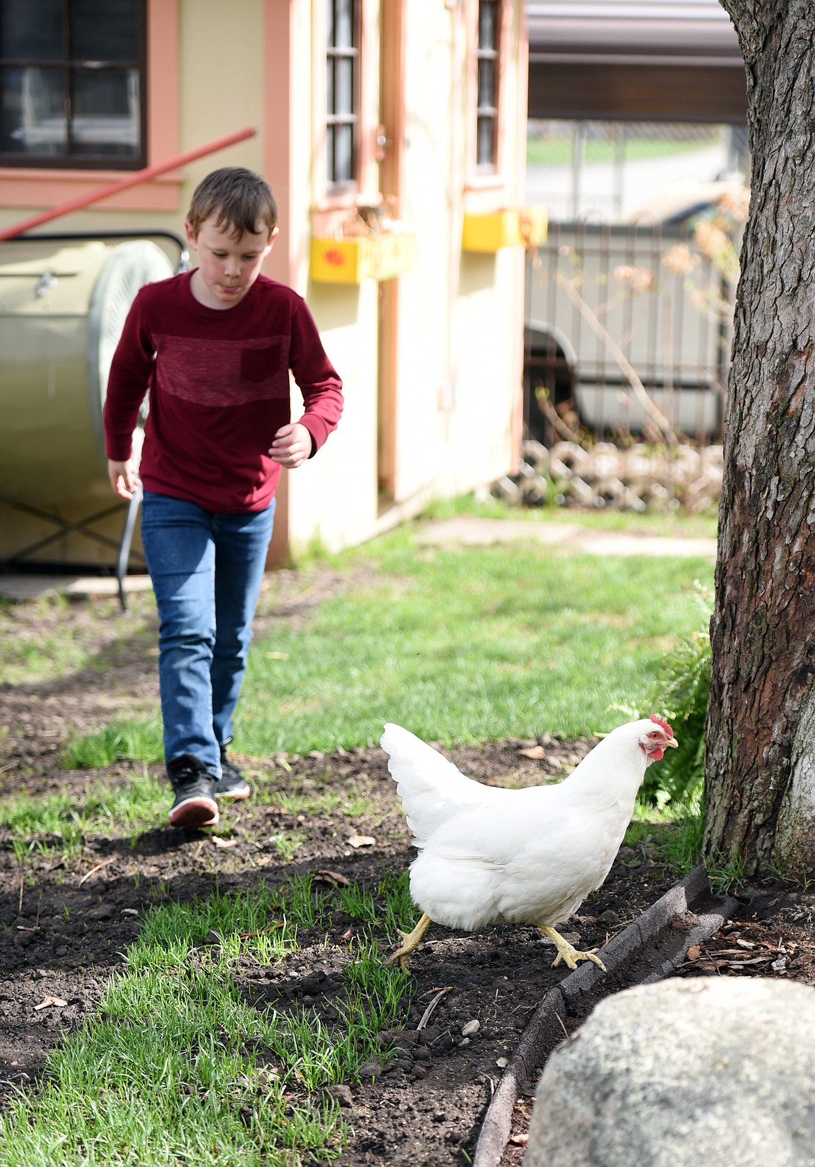 Samuel Eve chases Conrad the hen through the yard. Roosters are not allowed to be kept in Kalispell city limits.