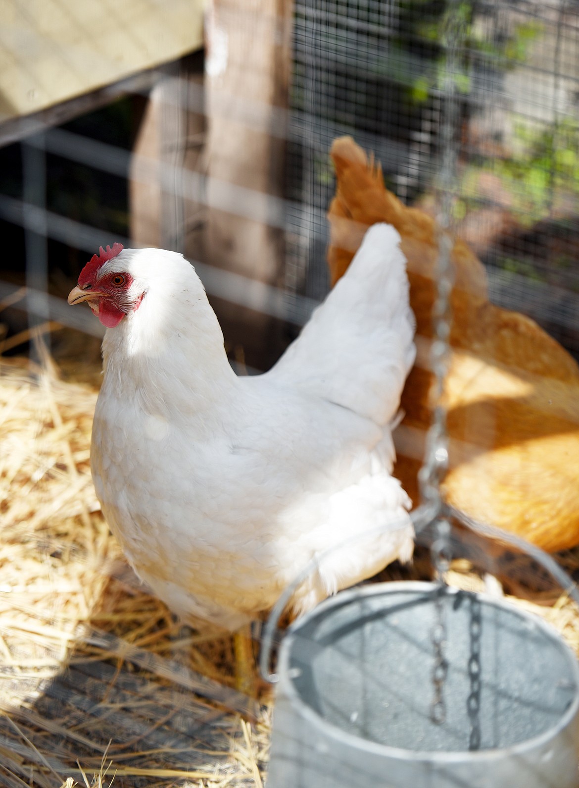 Shannon Eve has a total of six chickens, 2 larger hens and 4 chicks.(Brenda Ahearn/Daily Inter Lake)