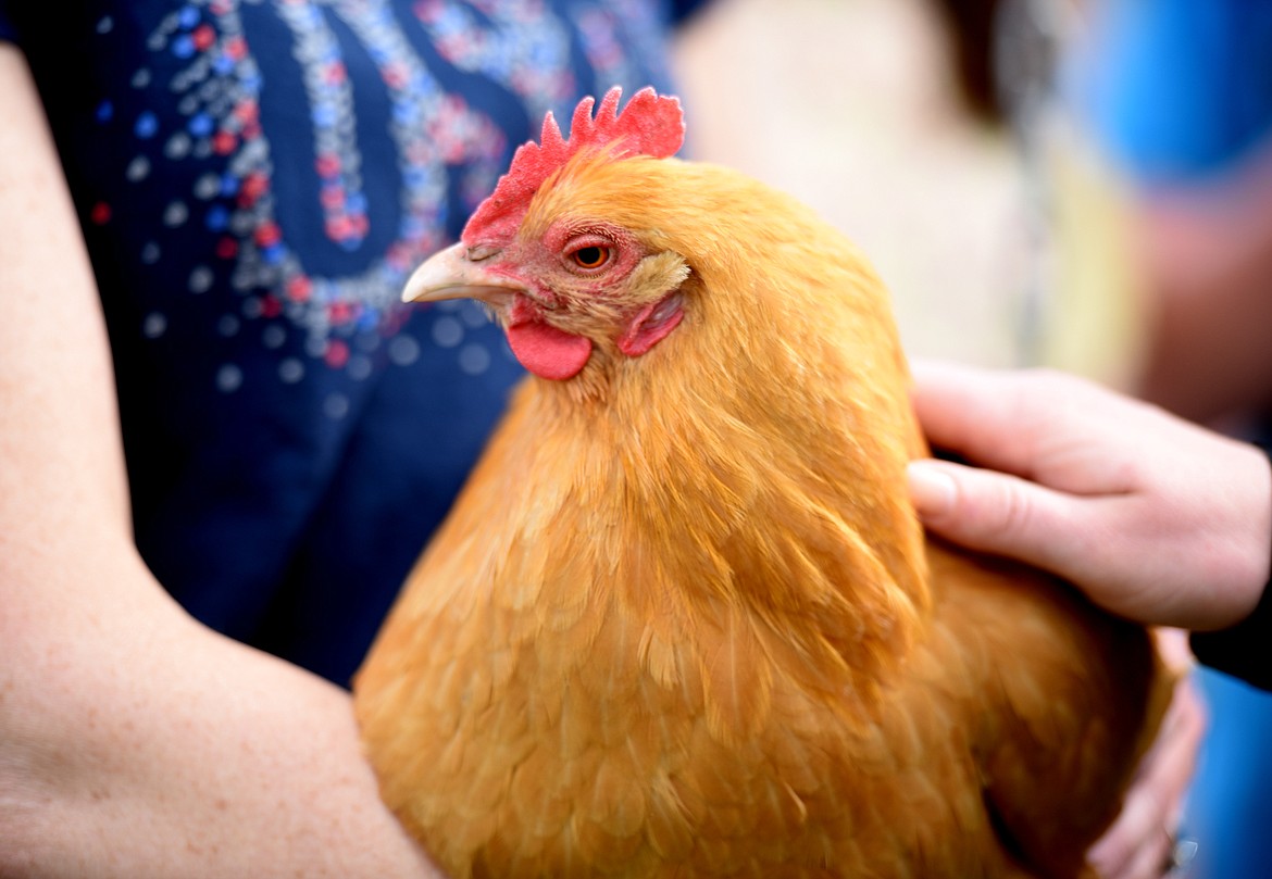 Shannon Eve holds Cotton, a buff Orpington chicken.