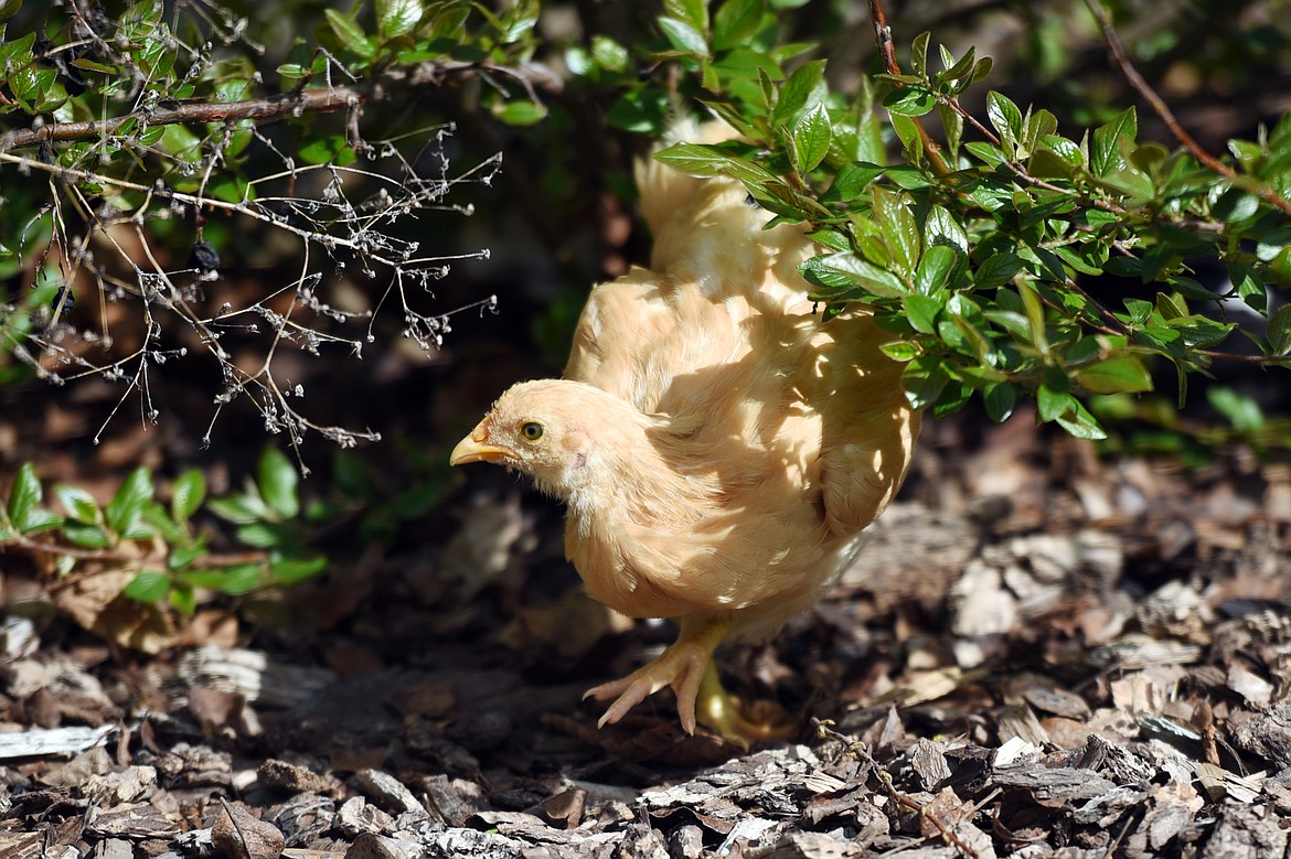 One of Shannon Eve&#146;s new buff Orpington chicks suns itself in the safety of the garden on Thursday afternoon, May 3, in Kalispell.(Brenda Ahearn/Daily Inter Lake)