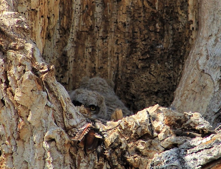 A young great horned owl peers out from its nest in the hollow of a dead cottonwood tree. The great horned owl is one of the earliest nesting birds in North America, often laying eggs weeks before other raptorial birds. (Kathleen Woodford photos/Mineral Independent)