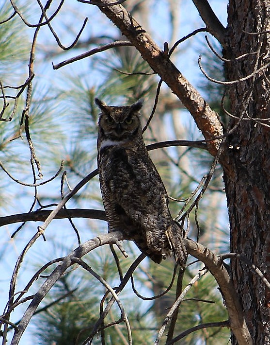 A great horned owl roosts a few yards away from its nest in the &#147;tall-thin&#148; position, where it sits as erect and slim as possible as a method of camouflage. Generally, they are most active at night and rest during the day.


(Kathleen Woodford photos/Mineral Independent)