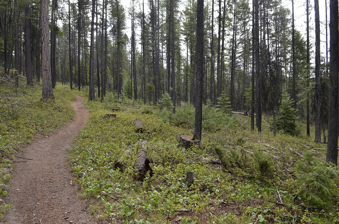 The Department of Natural Resources is proposing a timber sale about five miles west of Whitefish in the Stillwater State Forest and accessed off Lupfer Road. The sale, named Beaver-to-Boyle, includes a portion of the Whitefish Trail that runs from the Beaver Lake trailhead to around Woods Lake, Dollar Lake and Little Beaver Lake. (Heidi Desch/Whitefish Pilot)