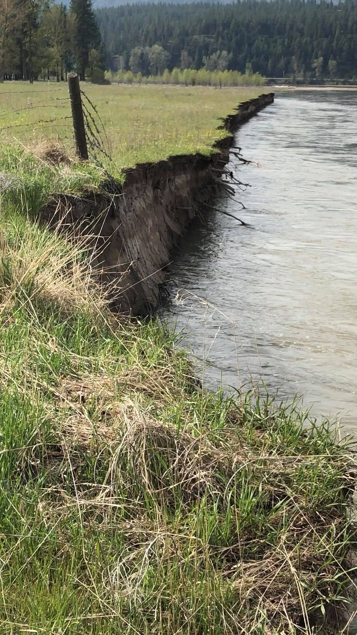 The bank of the Clark Fork River is being cut away by rising water as it sits behind the waste water treatment lagoons (Erin Jusseaume/ Clark Fork Valley Press)