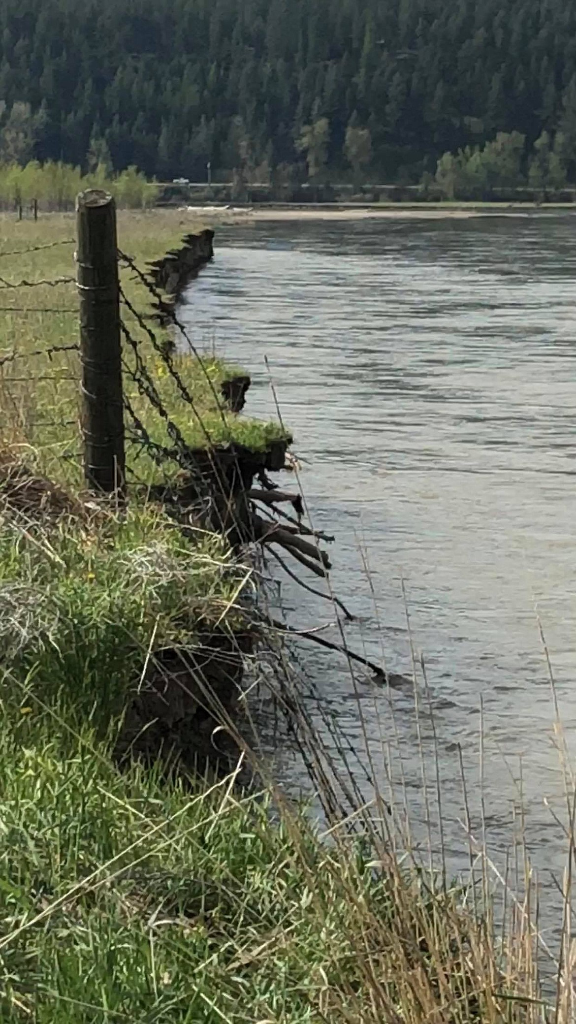 A fence post that was standing Friday morning, was later washed away that afternoon by river bank being washed into the Clark Fork River behind the waste water treatment lagoons (Erin Jusseaume/ Clark Fork Valley Press)